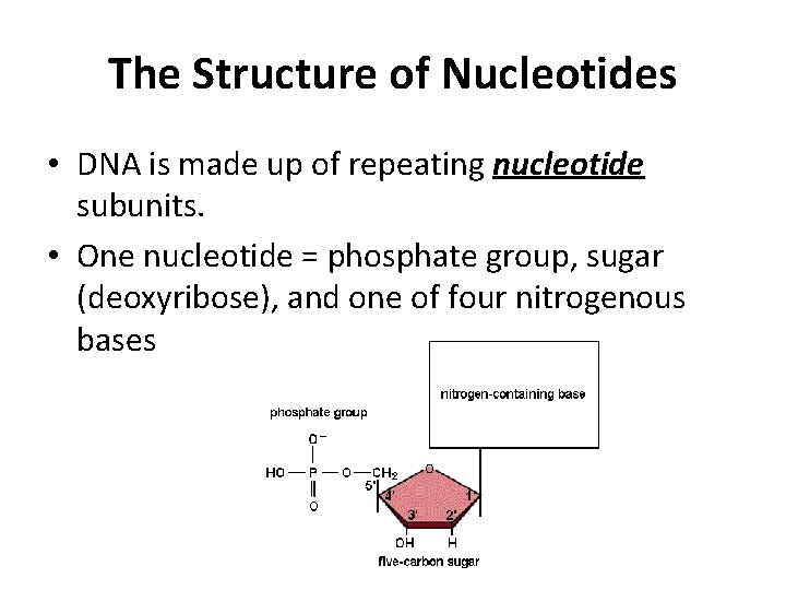 The Structure of Nucleotides • DNA is made up of repeating nucleotide subunits. •