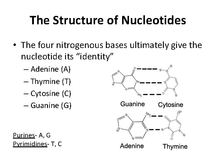 The Structure of Nucleotides • The four nitrogenous bases ultimately give the nucleotide its