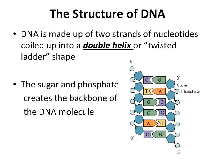 The Structure of DNA • DNA is made up of two strands of nucleotides