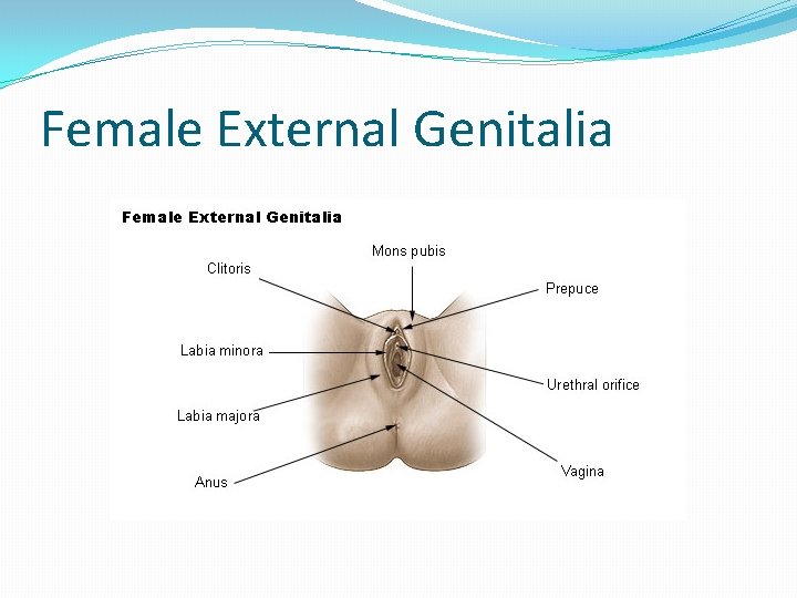 Female External Genitalia 