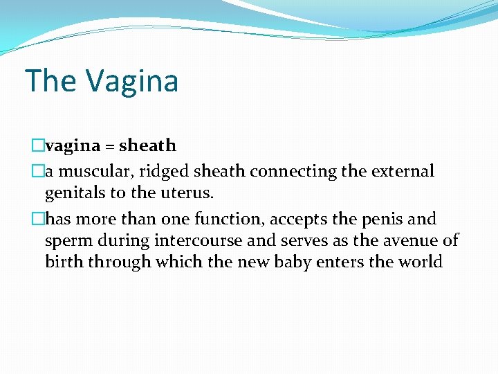 The Vagina �vagina = sheath �a muscular, ridged sheath connecting the external genitals to