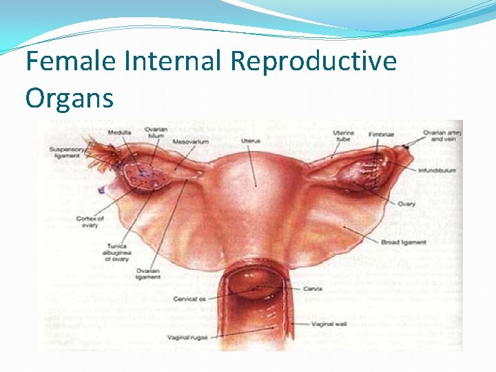 Female Internal Reproductive Organs 