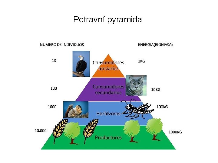 Potravní pyramida 