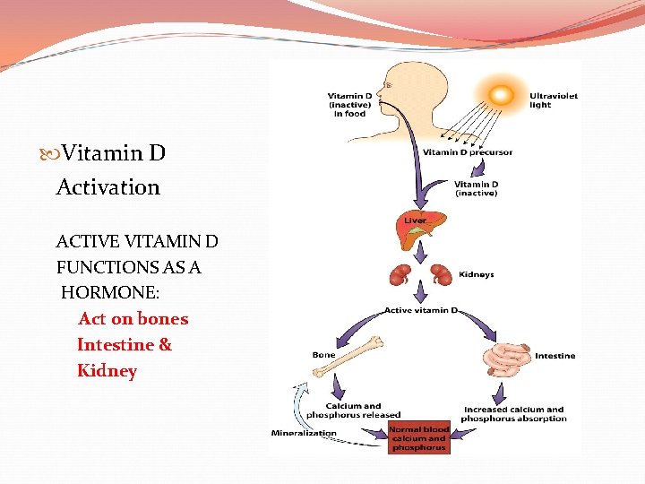  Vitamin D Activation ACTIVE VITAMIN D FUNCTIONS AS A HORMONE: Act on bones
