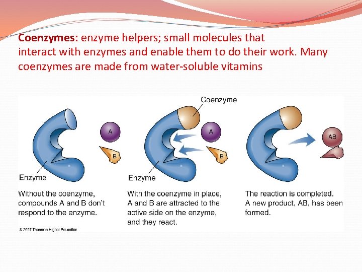 Coenzymes: enzyme helpers; small molecules that interact with enzymes and enable them to do