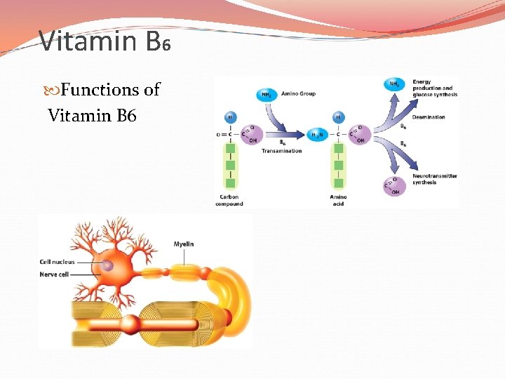 Vitamin B 6 Functions of Vitamin B 6 