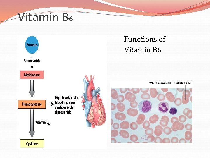 Vitamin B 6 Functions of Vitamin B 6 