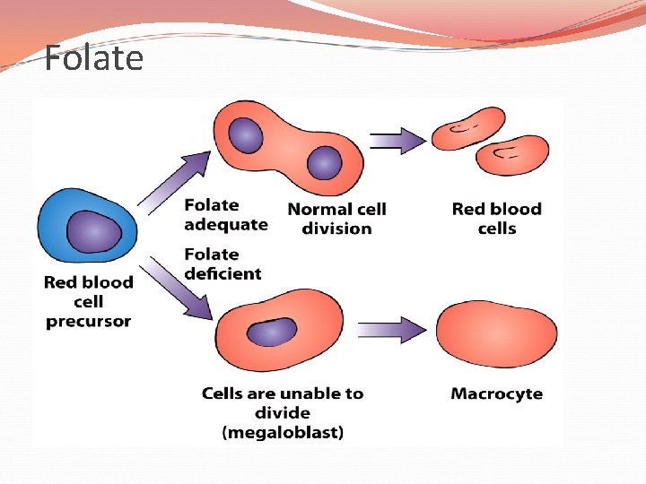 Folate 