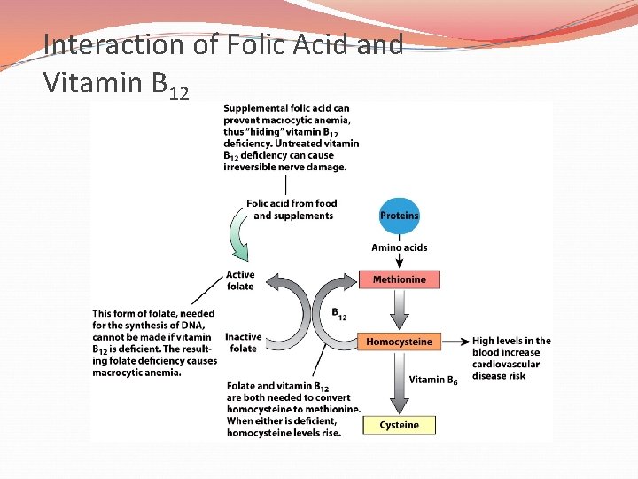 Interaction of Folic Acid and Vitamin B 12 