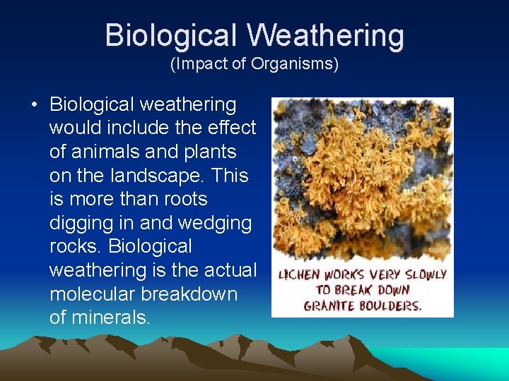 Biological Weathering (Impact of Organisms) • Biological weathering would include the effect of animals