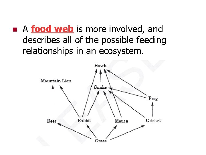 n A food web is more involved, and describes all of the possible feeding