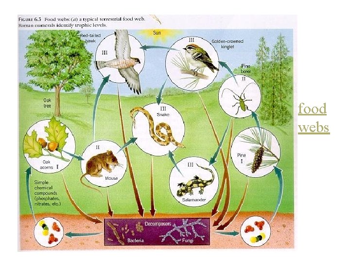 food webs 