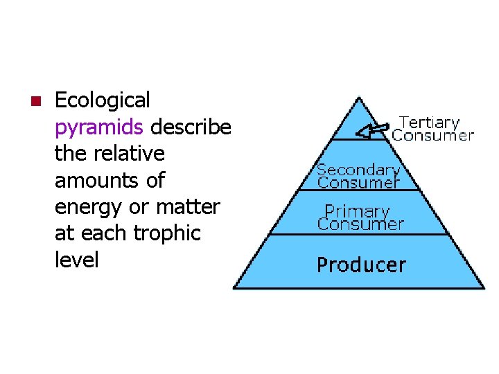 n Ecological pyramids describe the relative amounts of energy or matter at each trophic