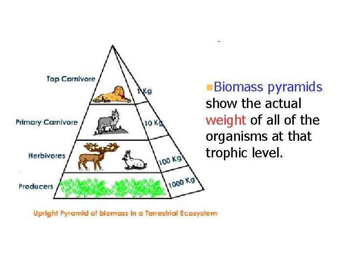 n. Biomass pyramids show the actual weight of all of the organisms at that