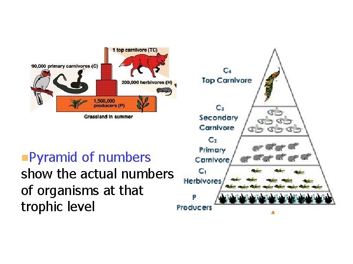 n. Pyramid of numbers show the actual numbers of organisms at that trophic level