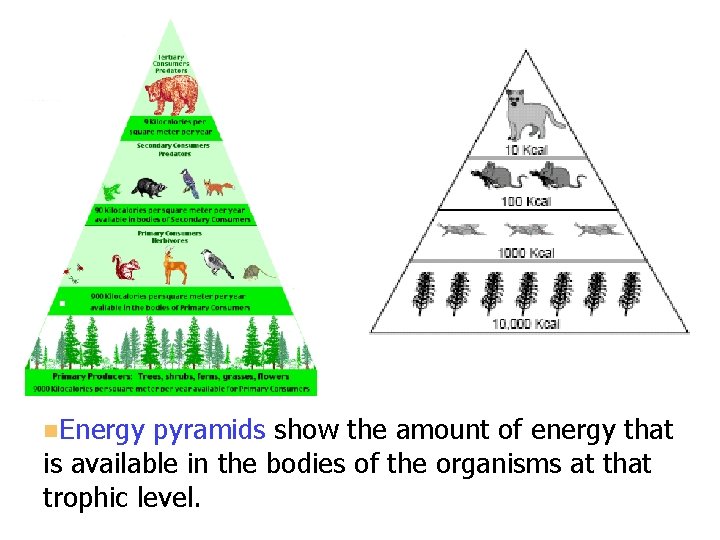 n. Energy pyramids show the amount of energy that is available in the bodies n. Energy pyramids show the amount of energy that is available in the bodies