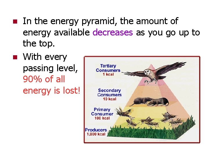 n n In the energy pyramid, the amount of energy available decreases as you n n In the energy pyramid, the amount of energy available decreases as you