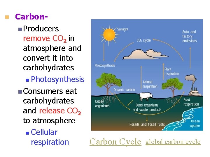 n Carbonn Producers remove CO 2 in atmosphere and convert it into carbohydrates n n Carbonn Producers remove CO 2 in atmosphere and convert it into carbohydrates n