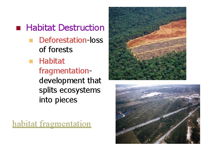 n Habitat Destruction n n Deforestation-loss of forests Habitat fragmentationdevelopment that splits ecosystems into n Habitat Destruction n n Deforestation-loss of forests Habitat fragmentationdevelopment that splits ecosystems into