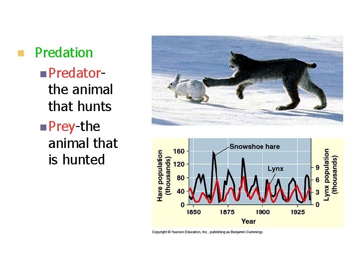 n Predation n Predatorthe animal that hunts n Prey-the animal that is hunted 