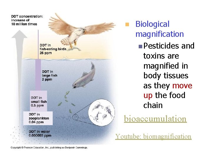 n Biological magnification n Pesticides and toxins are magnified in body tissues as they n Biological magnification n Pesticides and toxins are magnified in body tissues as they