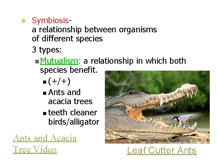 n Symbiosisa relationship between organisms of different species 3 types: n Mutualism: a relationship n Symbiosisa relationship between organisms of different species 3 types: n Mutualism: a relationship