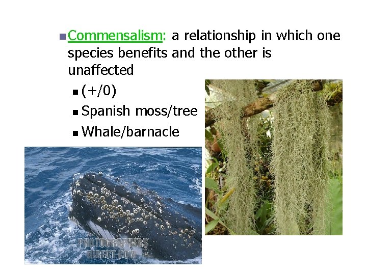 n Commensalism: a relationship in which one species benefits and the other is unaffected