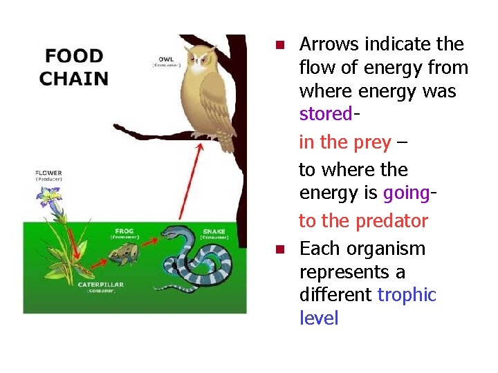 n n Arrows indicate the flow of energy from where energy was storedin the