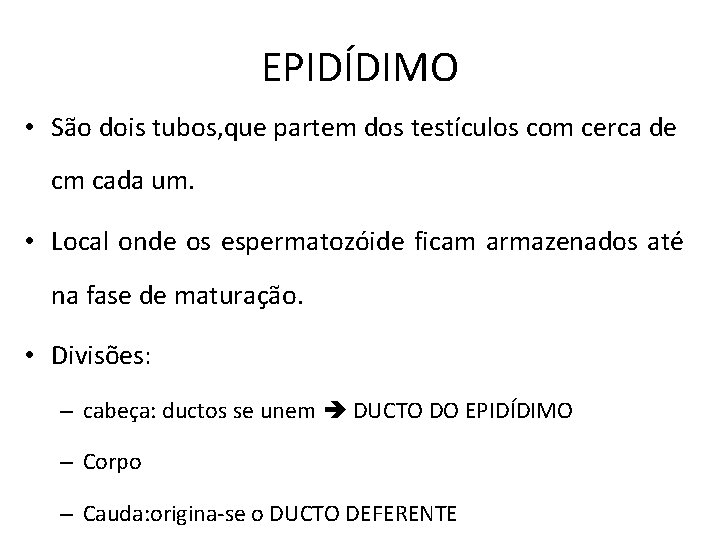 EPIDÍDIMO • São dois tubos, que partem dos testículos com cerca de cm cada