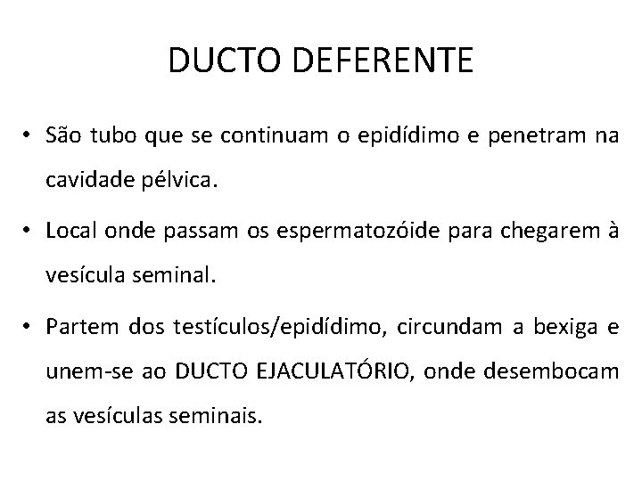 DUCTO DEFERENTE • São tubo que se continuam o epidídimo e penetram na cavidade