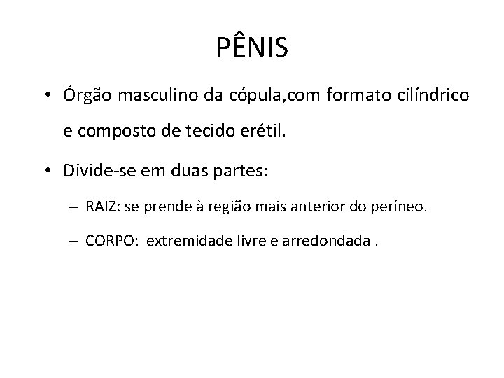 PÊNIS • Órgão masculino da cópula, com formato cilíndrico e composto de tecido erétil.