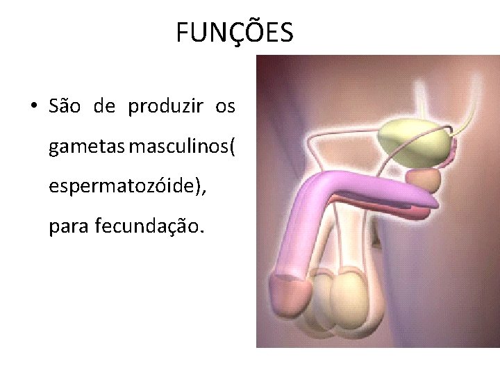 FUNÇÕES • São de produzir os gametas masculinos( espermatozóide), para fecundação. 