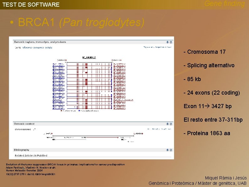 Gene finding TEST DE SOFTWARE • BRCA 1 (Pan troglodytes) - Cromosoma 17 -