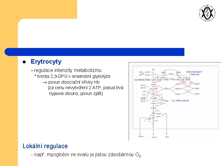 l Erytrocyty - regulace intenzity metabolizmu * tvorba 2, 3 -DPG v anaerobní glykolýze