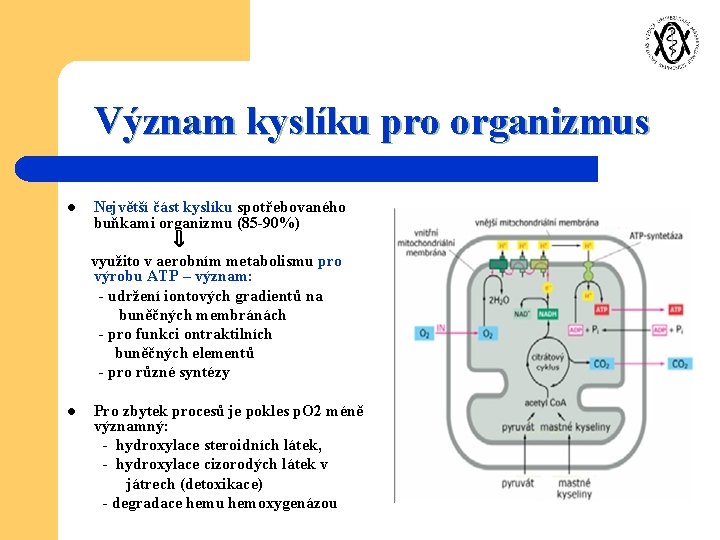 Význam kyslíku pro organizmus l Největší část kyslíku spotřebovaného buňkami organizmu (85 -90%) využito