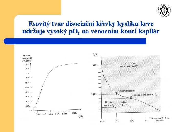 Esovitý tvar disociační křivky kyslíku krve udržuje vysoký p. O 2 na venozním konci