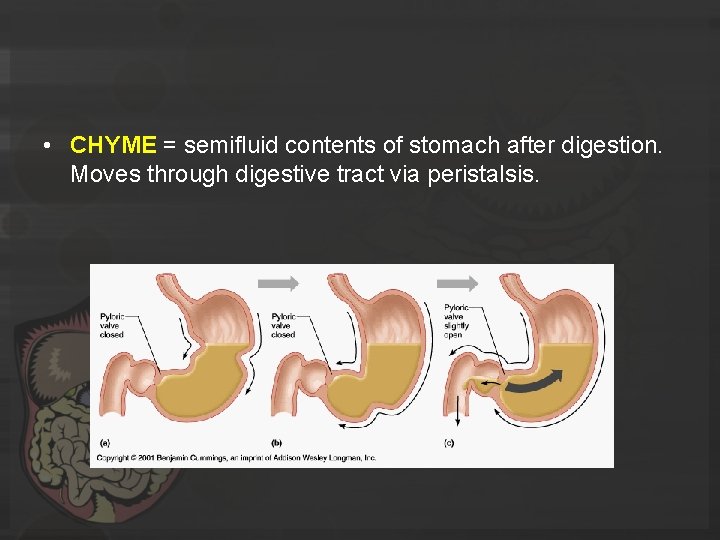  • CHYME = semifluid contents of stomach after digestion. Moves through digestive tract