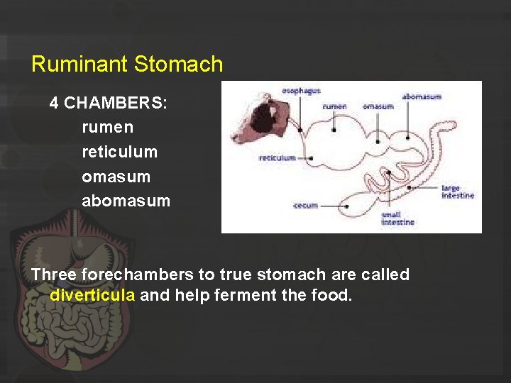 Ruminant Stomach 4 CHAMBERS: rumen reticulum omasum abomasum Three forechambers to true stomach are