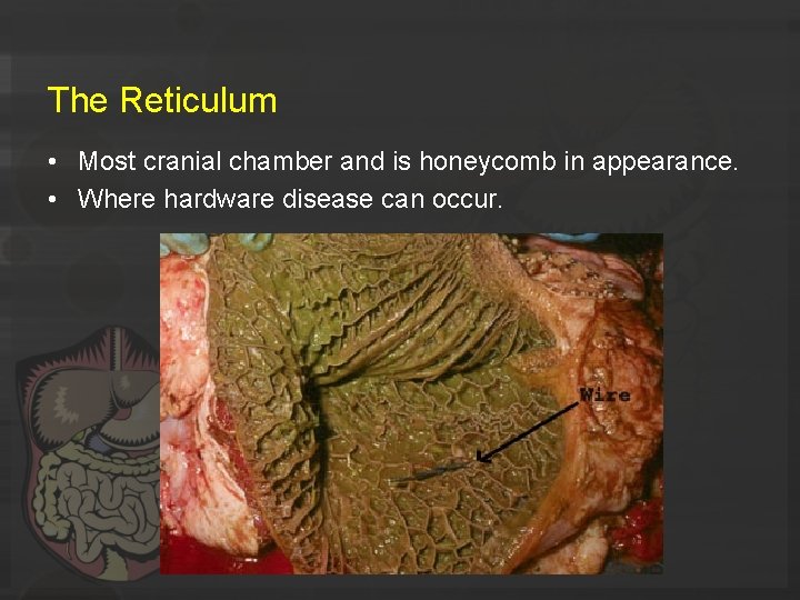 The Reticulum • Most cranial chamber and is honeycomb in appearance. • Where hardware