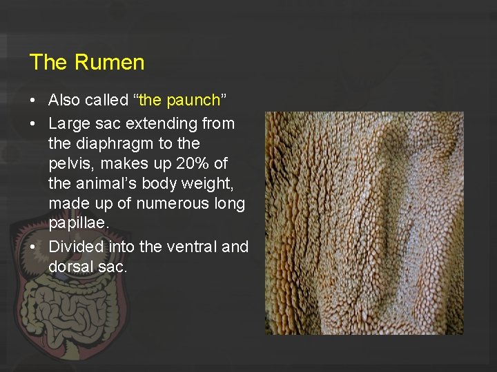 The Rumen • Also called “the paunch” • Large sac extending from the diaphragm
