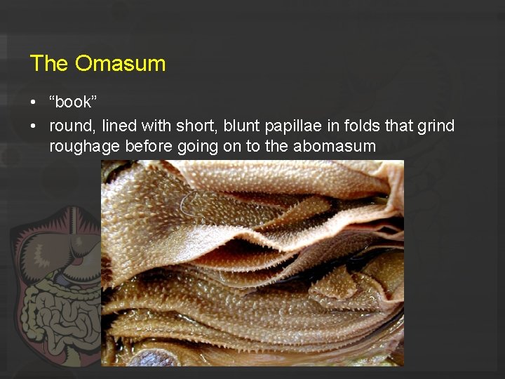The Omasum • “book” • round, lined with short, blunt papillae in folds that