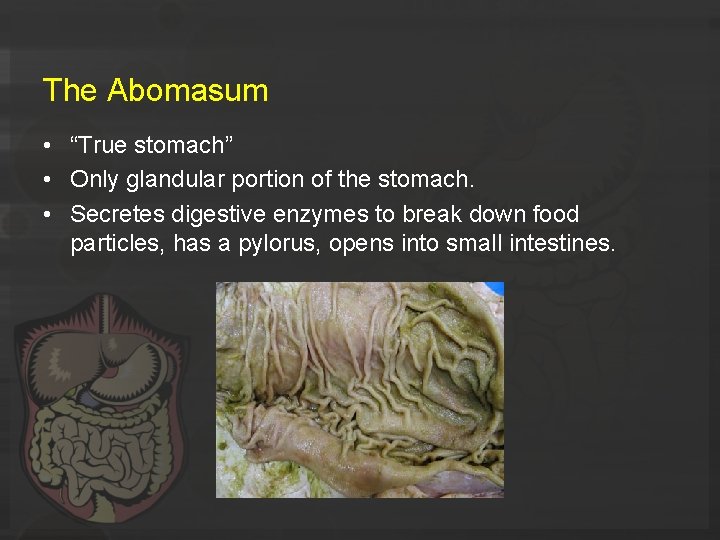 The Abomasum • “True stomach” • Only glandular portion of the stomach. • Secretes