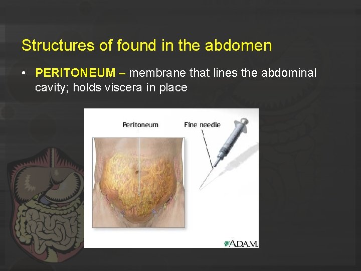Structures of found in the abdomen • PERITONEUM – membrane that lines the abdominal