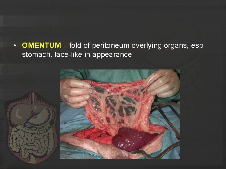  • OMENTUM – fold of peritoneum overlying organs, esp stomach. lace-like in appearance