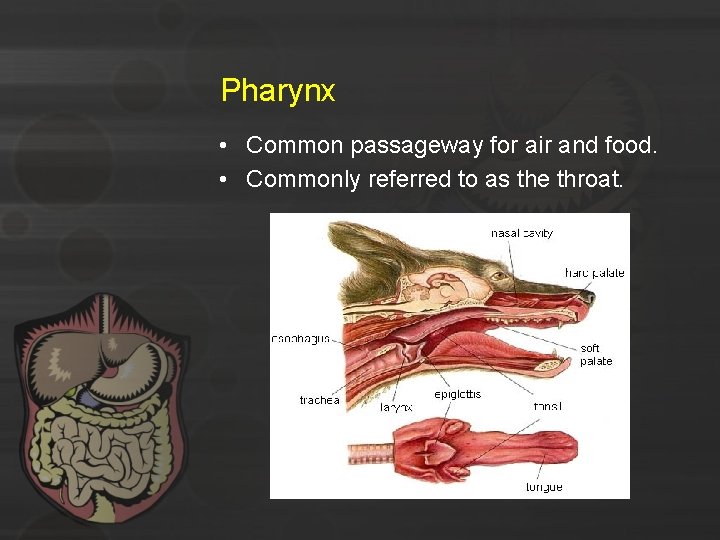 Pharynx • Common passageway for air and food. • Commonly referred to as the