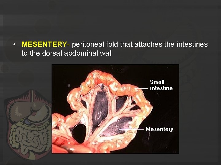 • MESENTERY- peritoneal fold that attaches the intestines to the dorsal abdominal wall