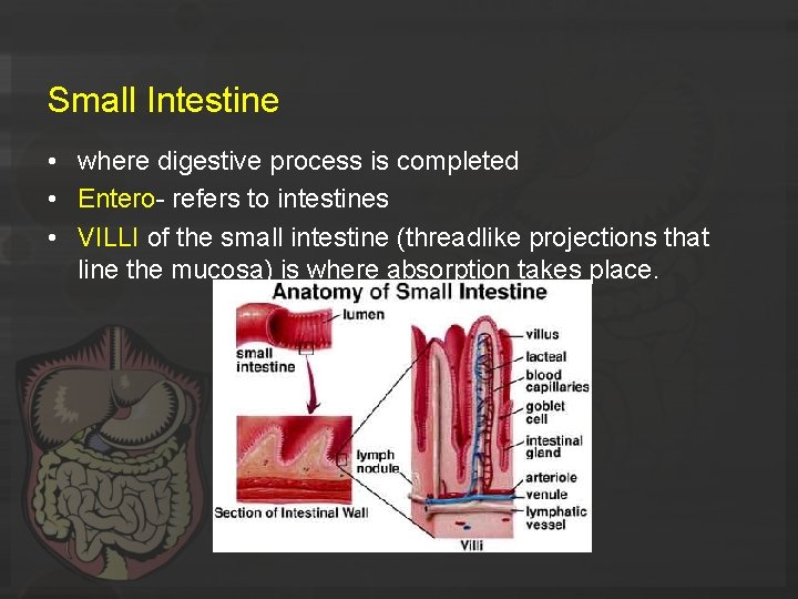 Small Intestine • where digestive process is completed • Entero- refers to intestines •
