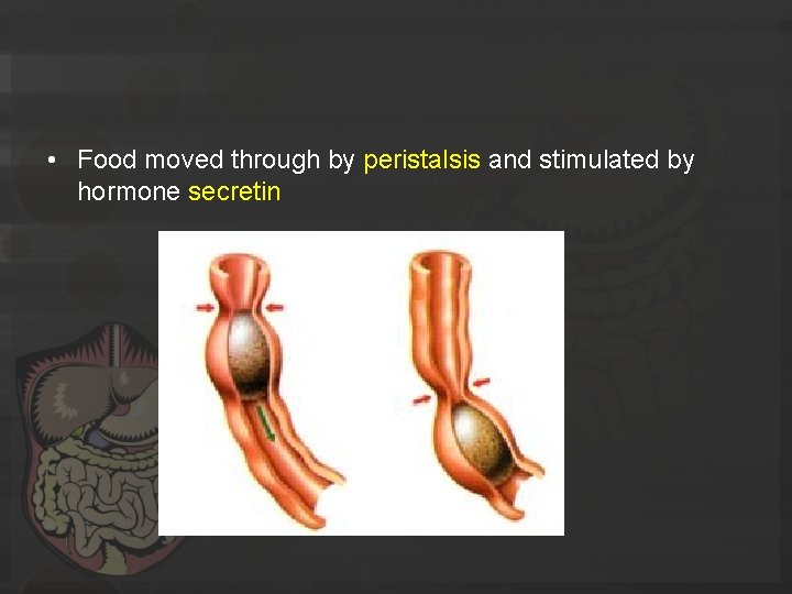  • Food moved through by peristalsis and stimulated by hormone secretin 