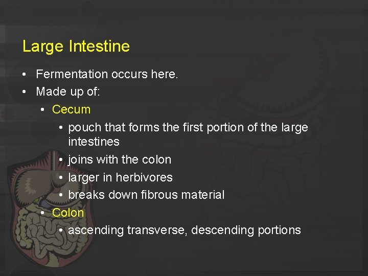 Large Intestine • Fermentation occurs here. • Made up of: • Cecum • pouch