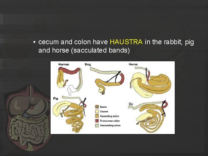  • cecum and colon have HAUSTRA in the rabbit, pig and horse (sacculated